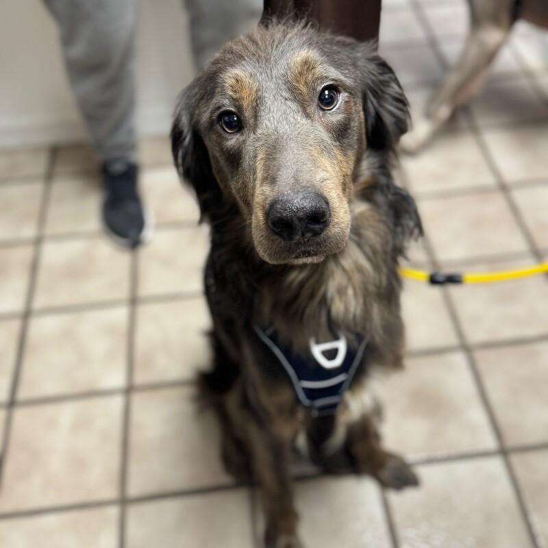 CHEWBAKA (BEAR) SKYWALKER, Adoptable, Adult Male Flat-Coated Retriever.