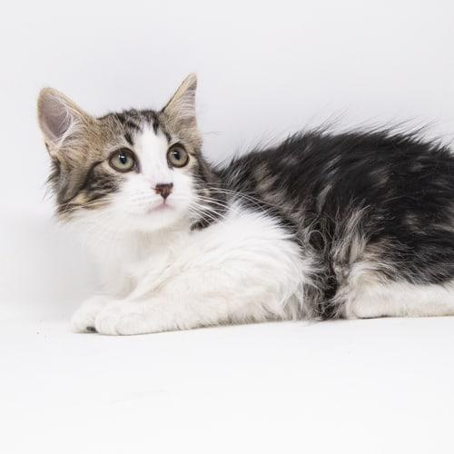 Miguel, Adopted, Kitten Male Domestic Medium Hair.