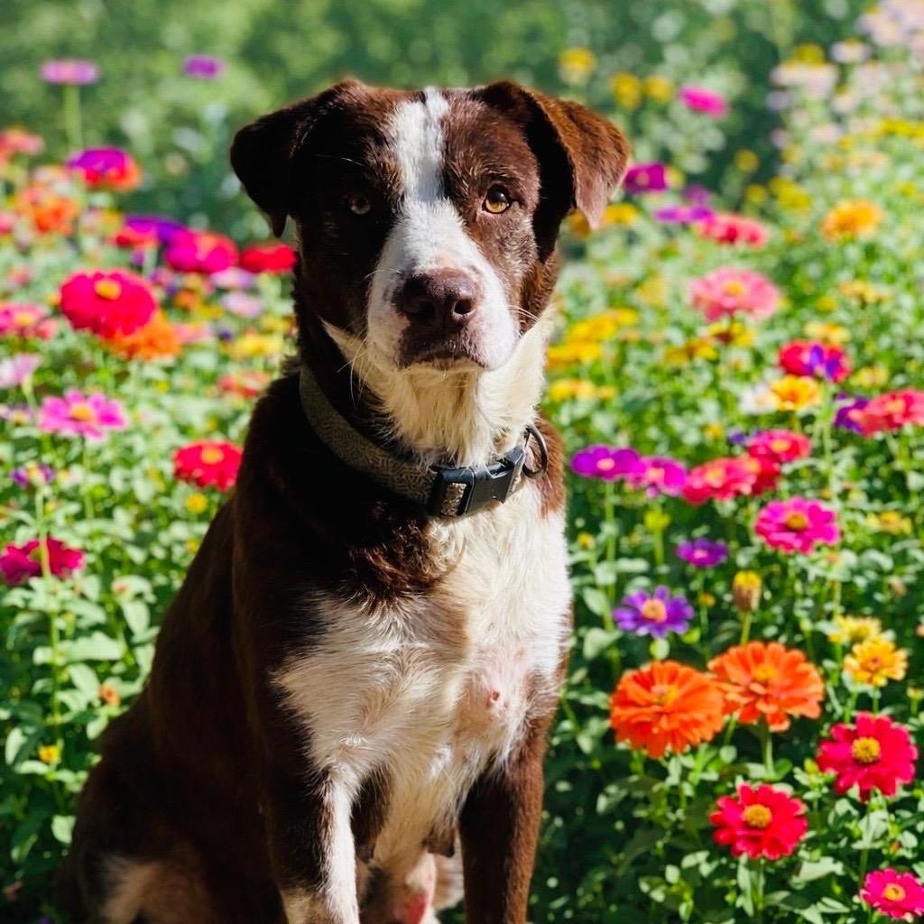 Enlarge Hope, a Adoptable Shepherd in Mount Pleasant, TX image 5/6