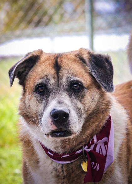 Ash, a ADOPTABLE Mixed Breed in Missoula, MT image 2/2