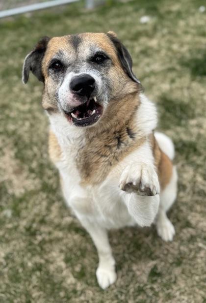 Ash, a ADOPTABLE Mixed Breed in Missoula, MT image 1/2