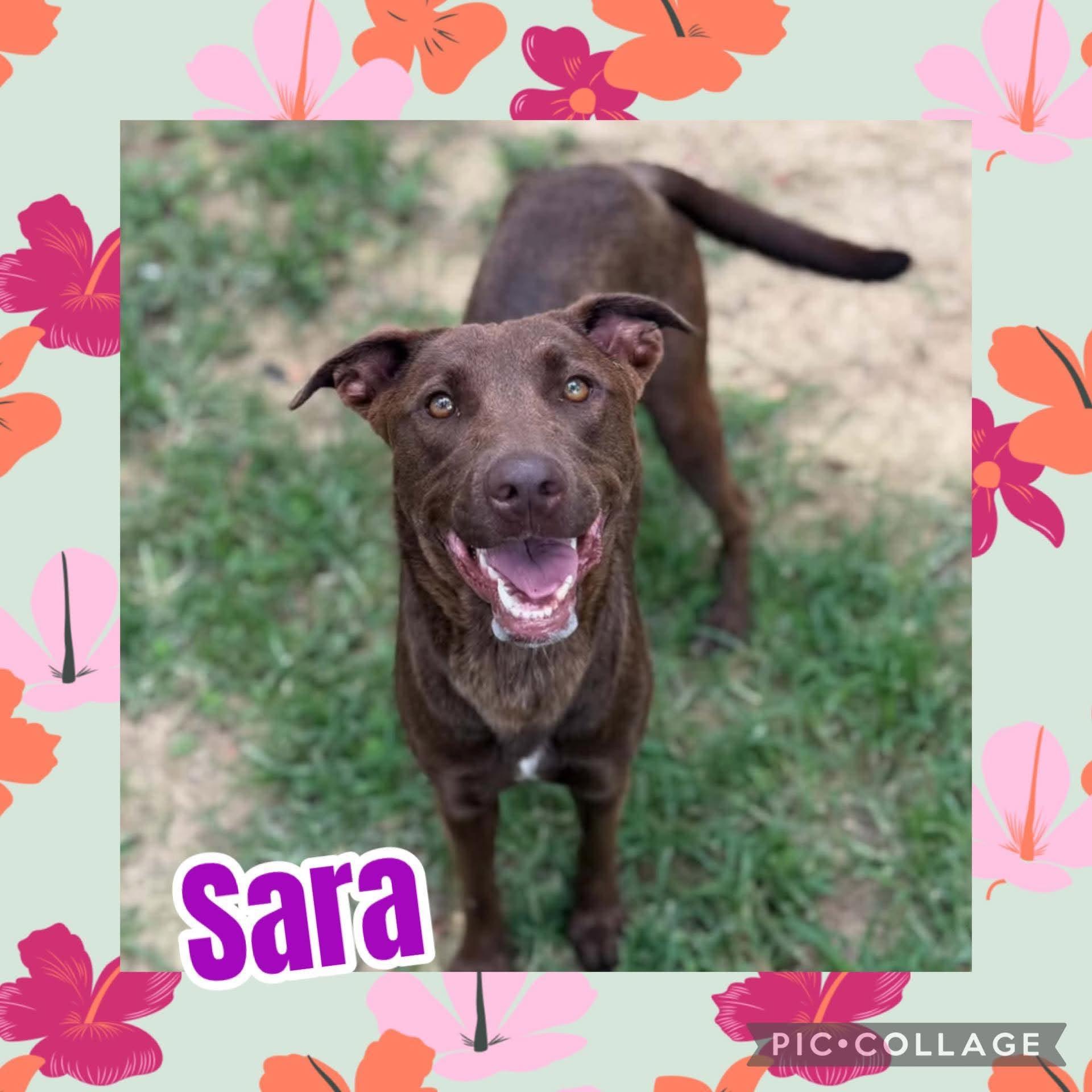 Sara, ADOPTABLE, Young Female Labrador Retriever.