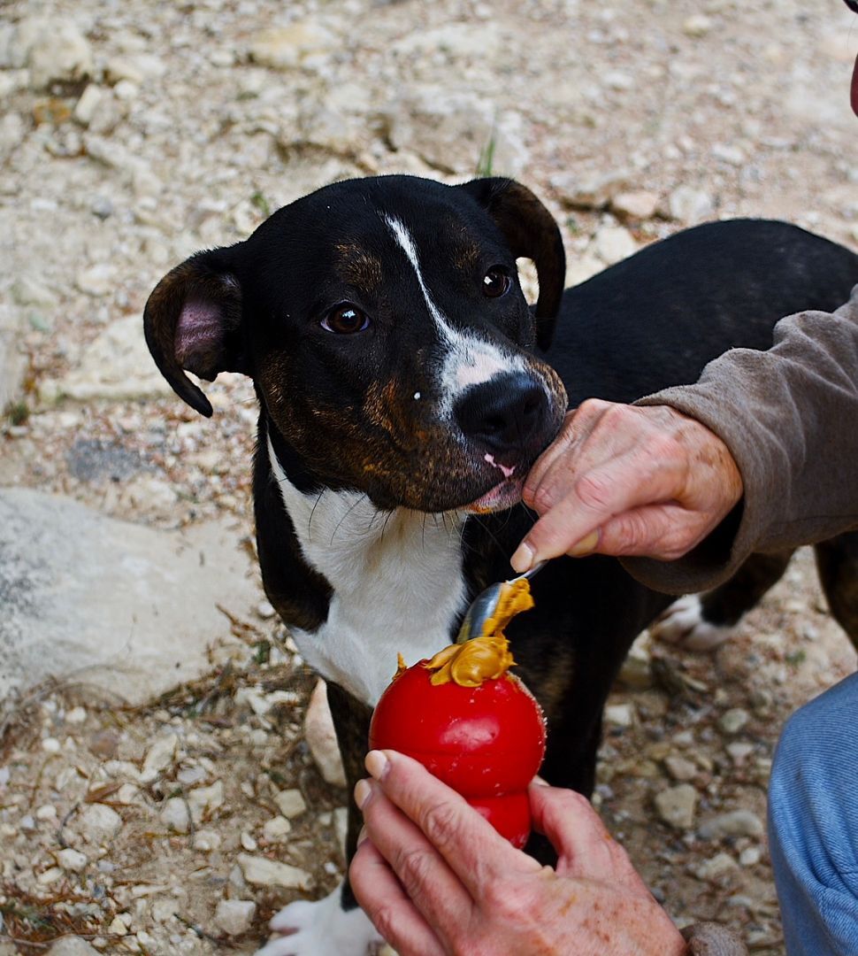 Dino, a Adoptable mixed breed in Lago Vista, TX image 3/3