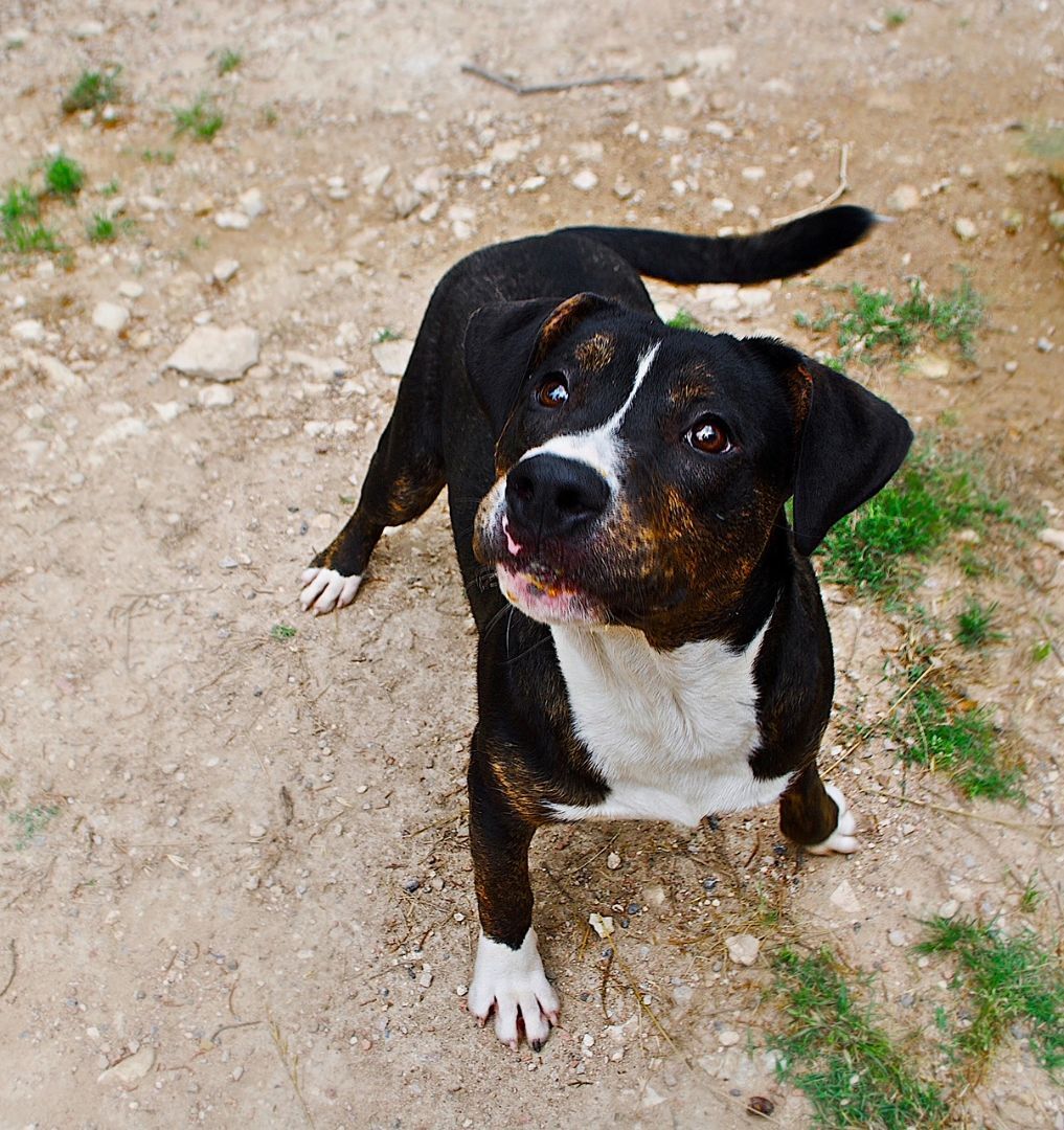 Dino, a Adoptable mixed breed in Lago Vista, TX image 1/3