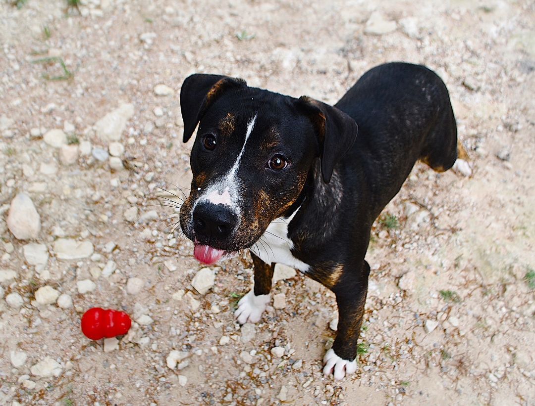Dino, a Adoptable mixed breed in Lago Vista, TX image 2/3