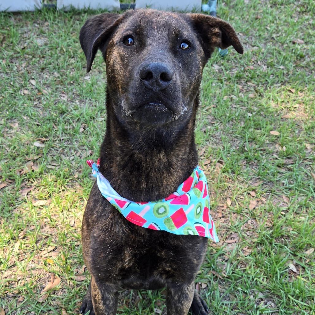 Enlarge Elio, a ADOPTABLE mixed breed in Ocala, FL image 4/6