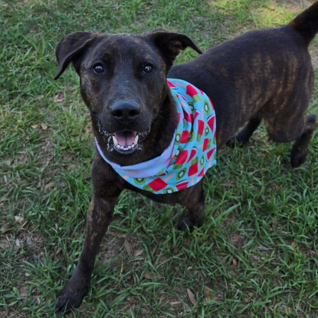 Enlarge Elio, a ADOPTABLE mixed breed in Ocala, FL image 2/6