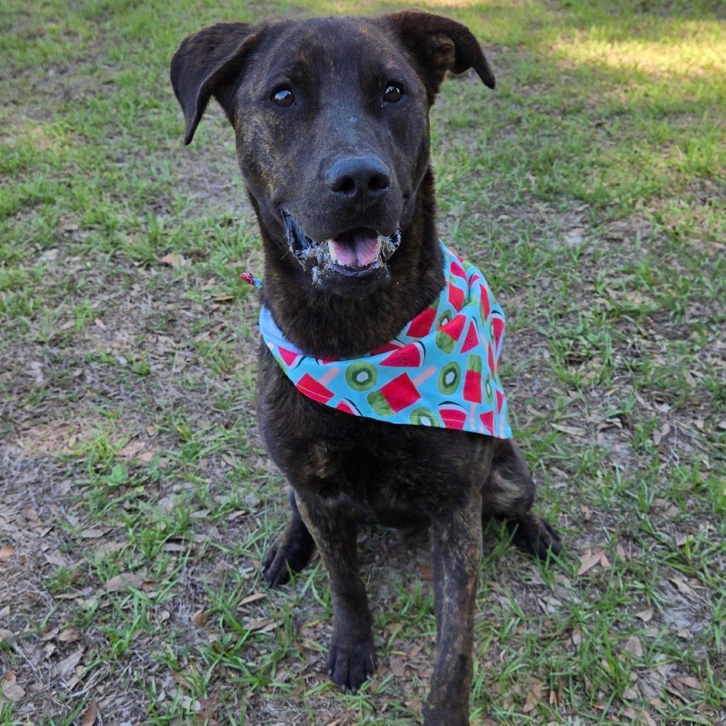 Elio, ADOPTABLE, Adult Male Plott Hound & Dutch Shepherd.