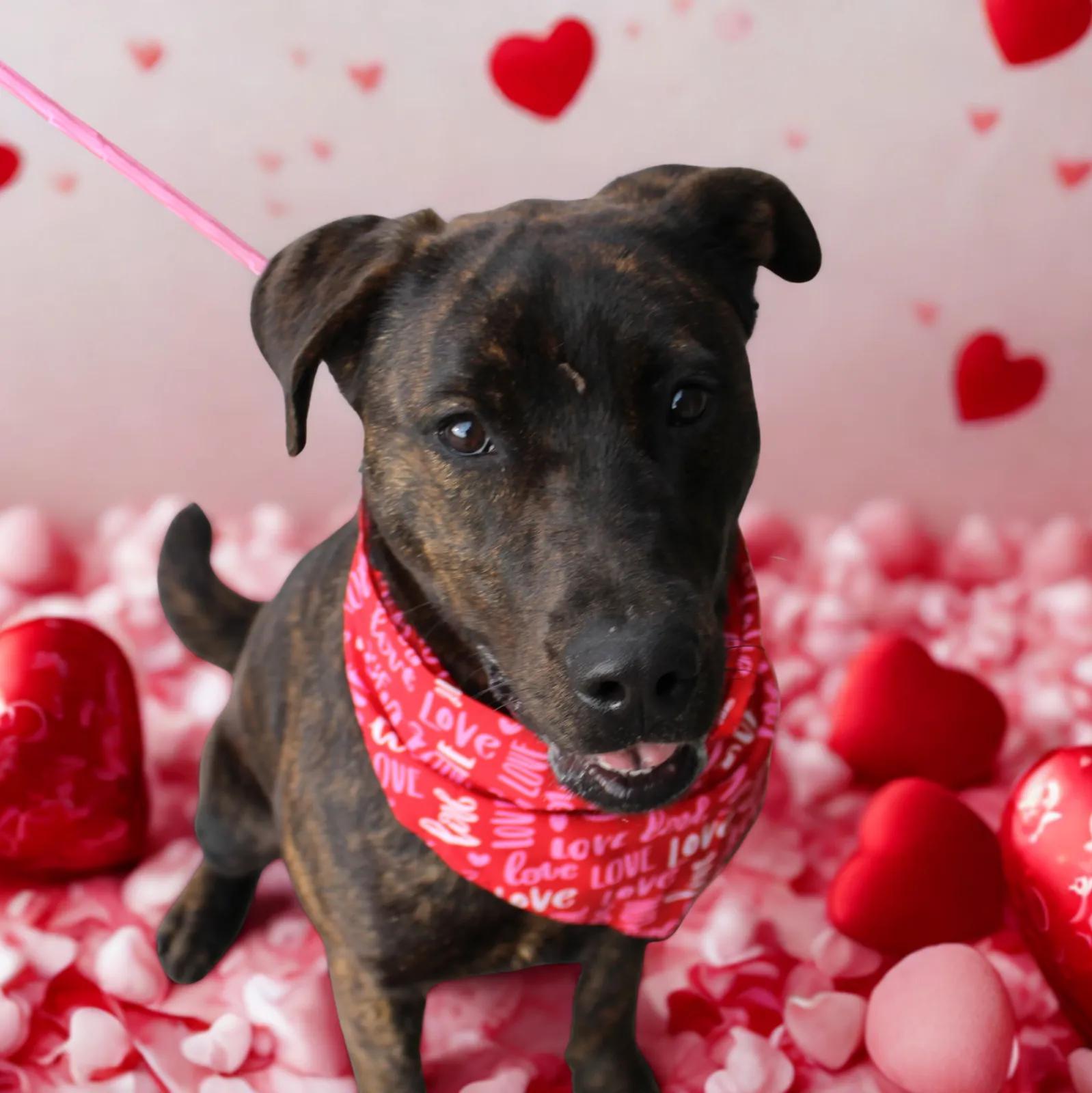 Elio, ADOPTABLE, Adult Male Plott Hound & Dutch Shepherd.