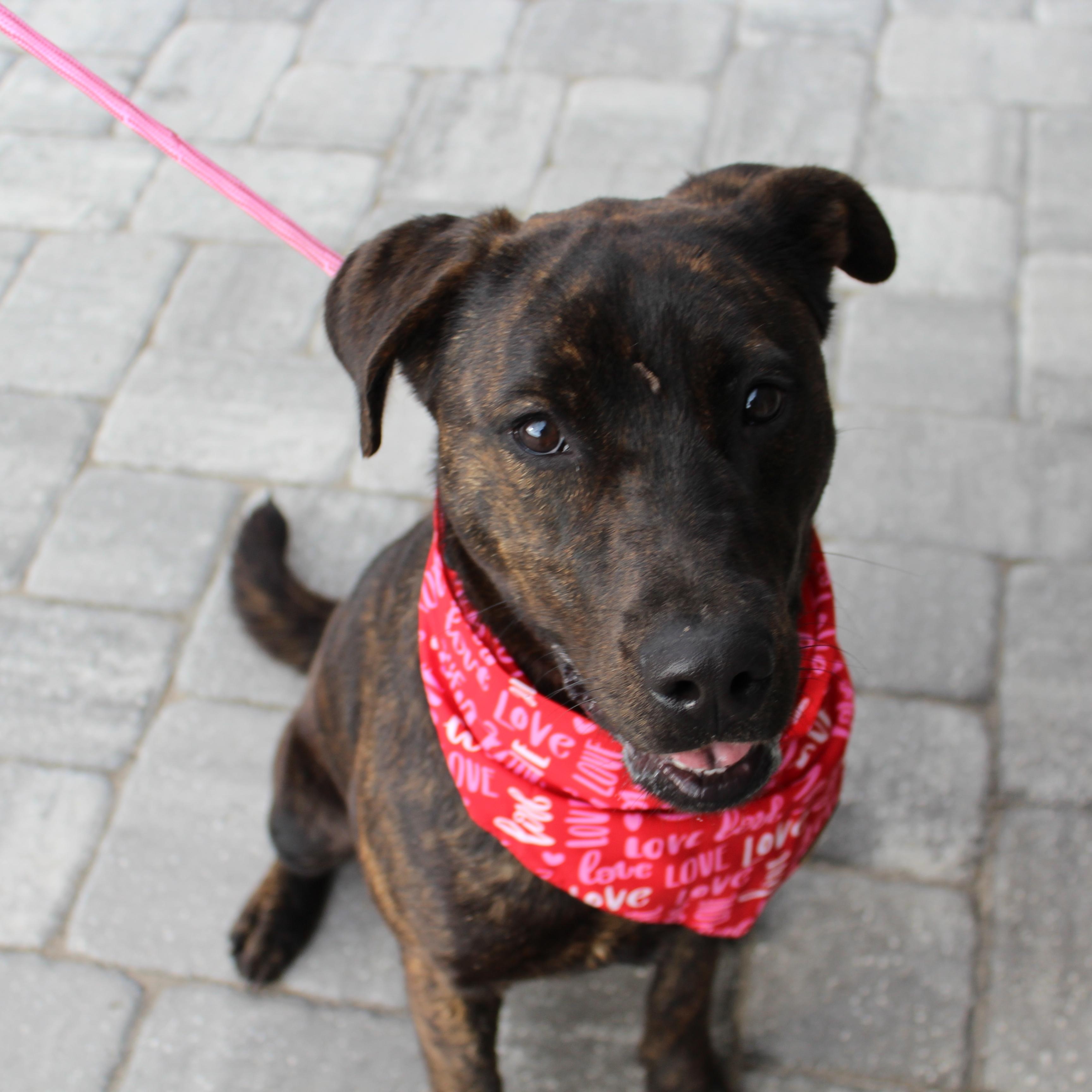 Elio, a ADOPTABLE mixed breed in Ocala, FL image 4/4