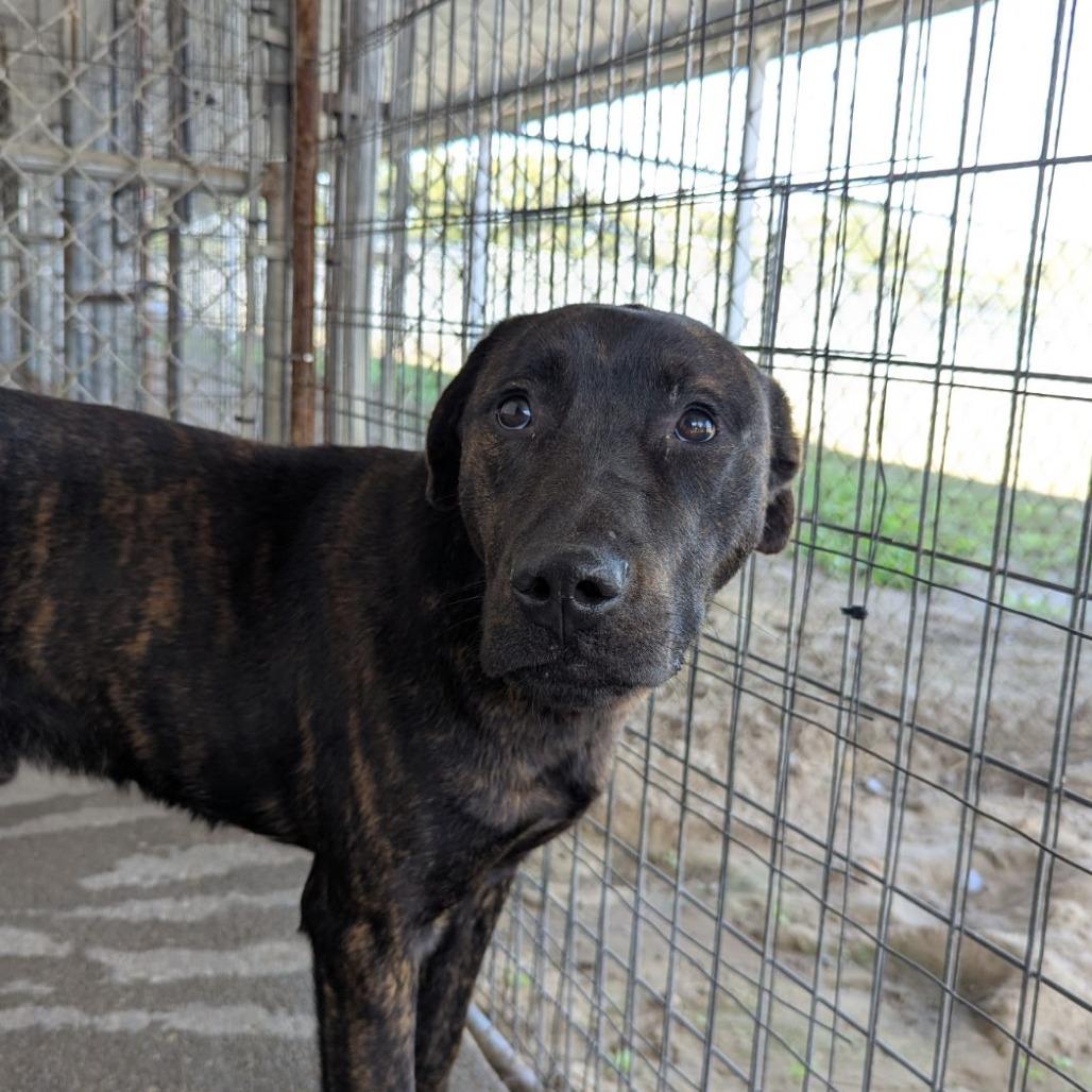 Elio, a ADOPTABLE mixed breed in Ocala, FL image 2/4