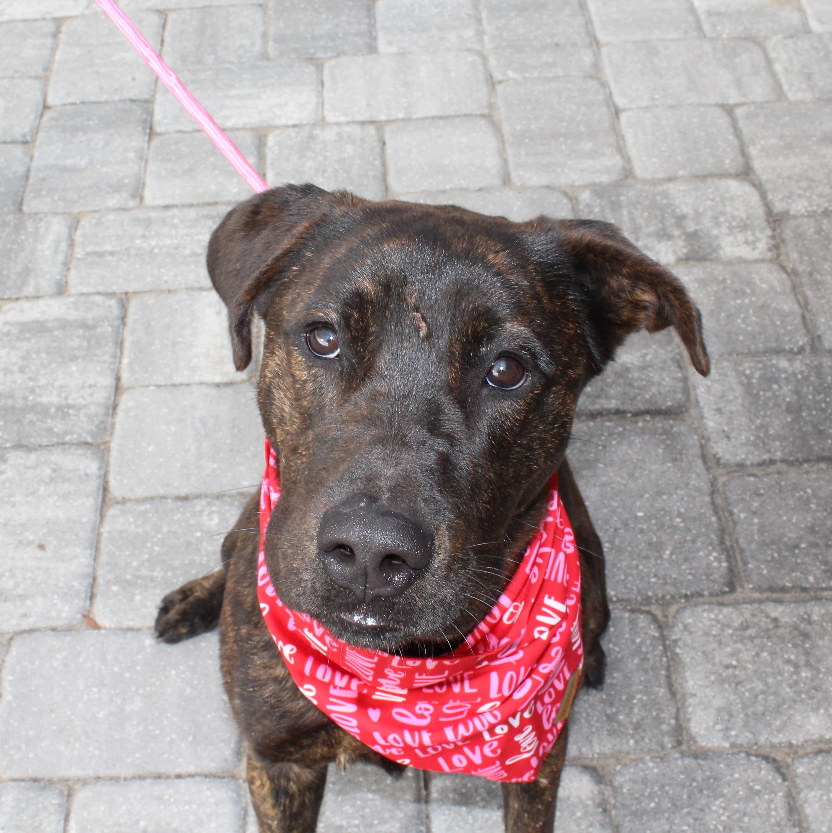 Elio, a ADOPTABLE mixed breed in Ocala, FL image 3/4