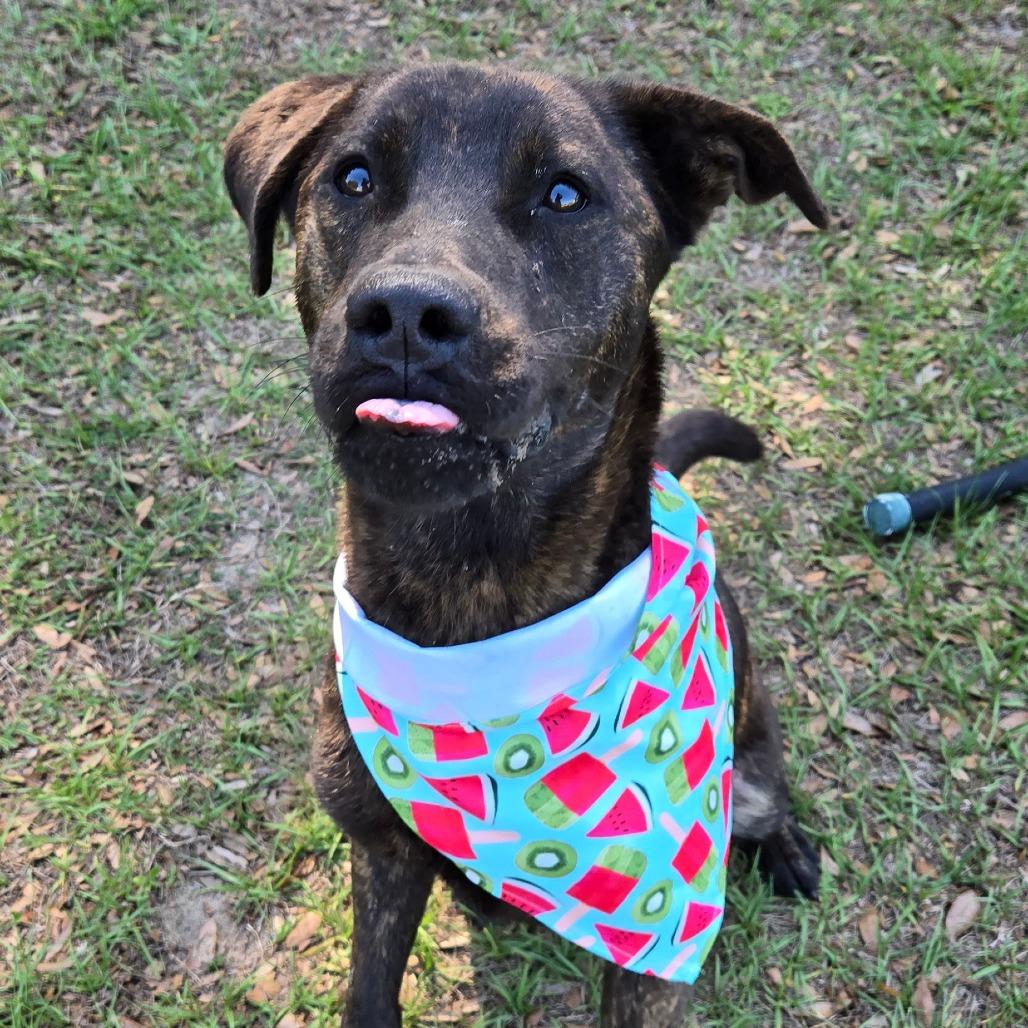 Enlarge Elio, a ADOPTABLE mixed breed in Ocala, FL image 6/6