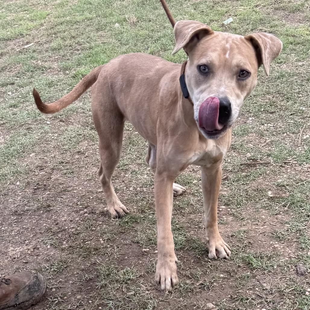 Enlarge Honey, a Adoptable mixed breed in Brooklyn, NY image 2/5