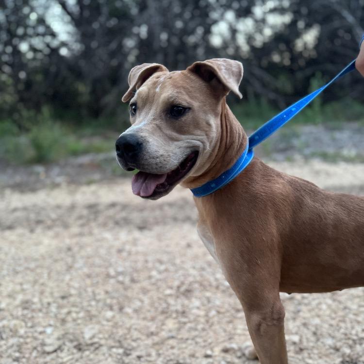 Enlarge Honey, a Adoptable mixed breed in Brooklyn, NY image 3/5