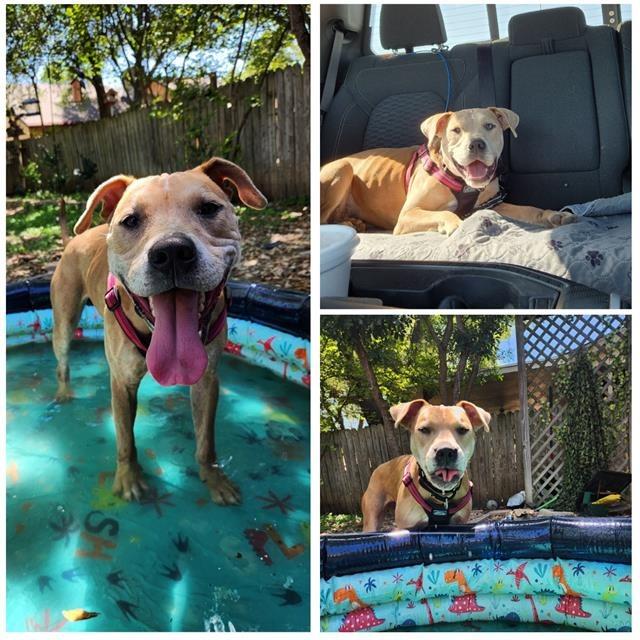 Enlarge Honey, a Adoptable mixed breed in Brooklyn, NY image 4/5