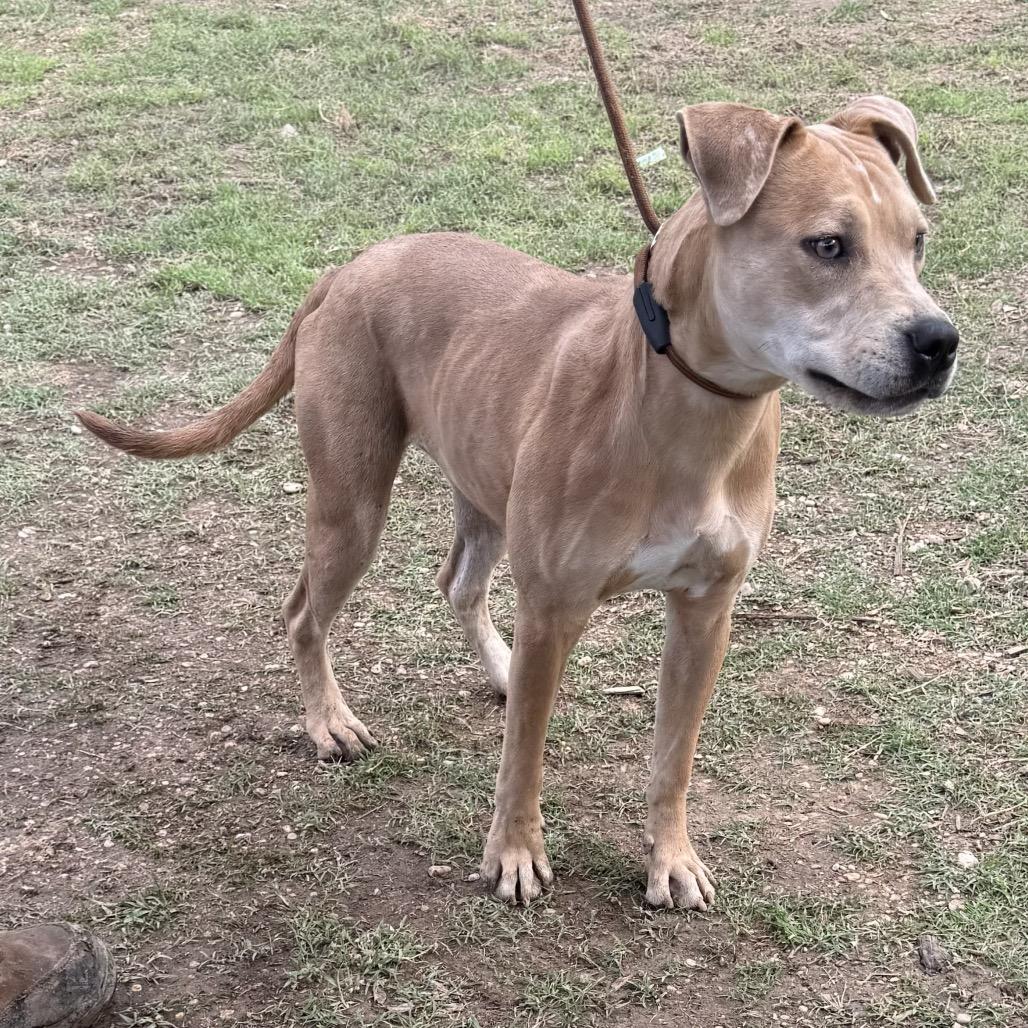 Enlarge Honey, a Adoptable mixed breed in Brooklyn, NY image 5/5