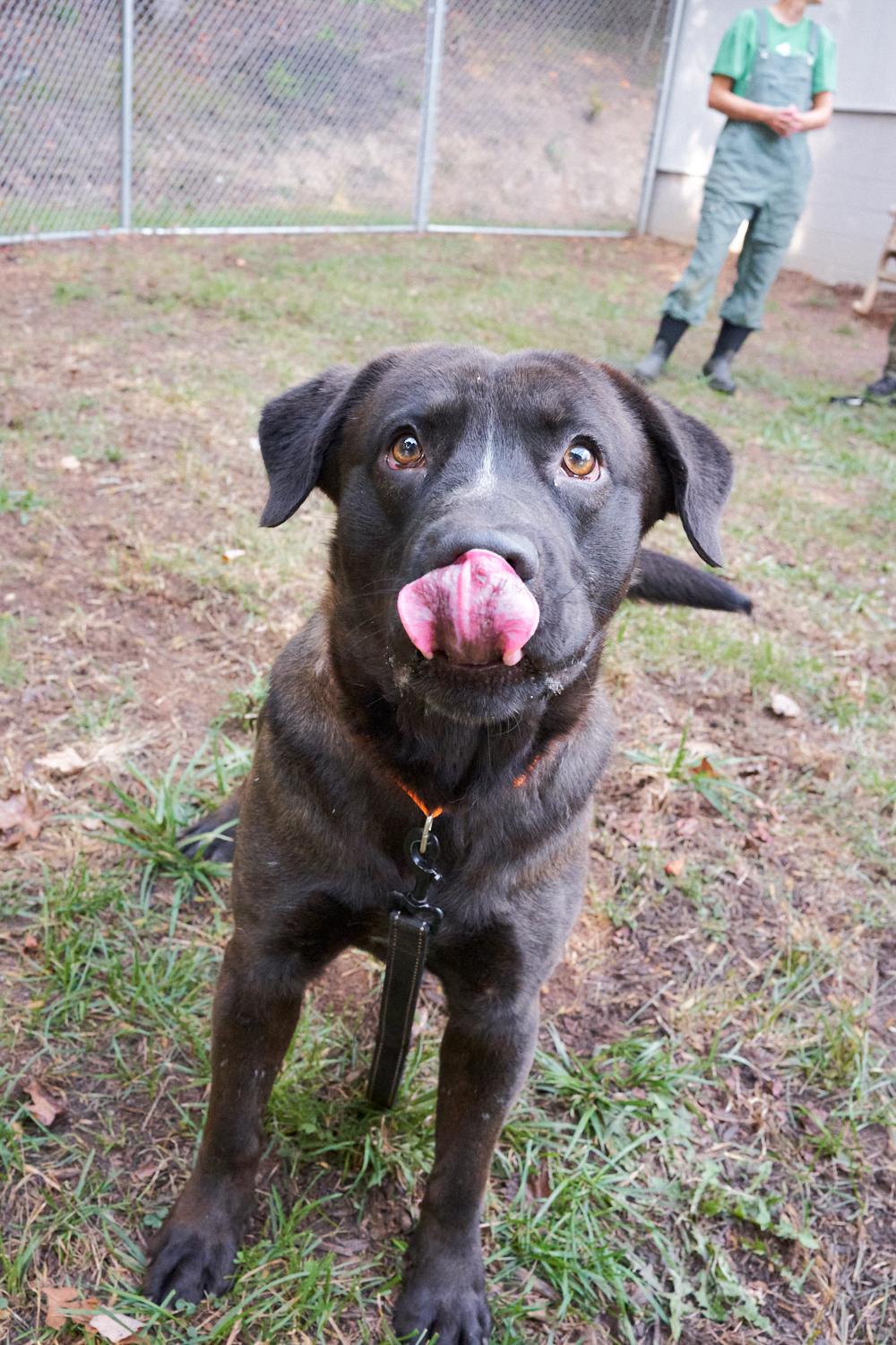 Enlarge Potato, a Adopted mixed breed in Floyd, VA image 3/4