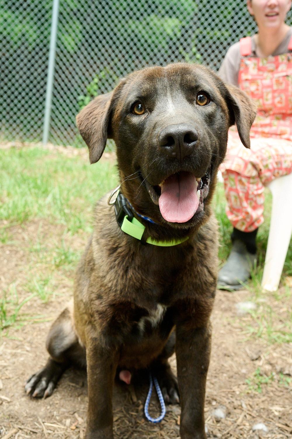 Enlarge Potato, a Adopted mixed breed in Floyd, VA image 2/4