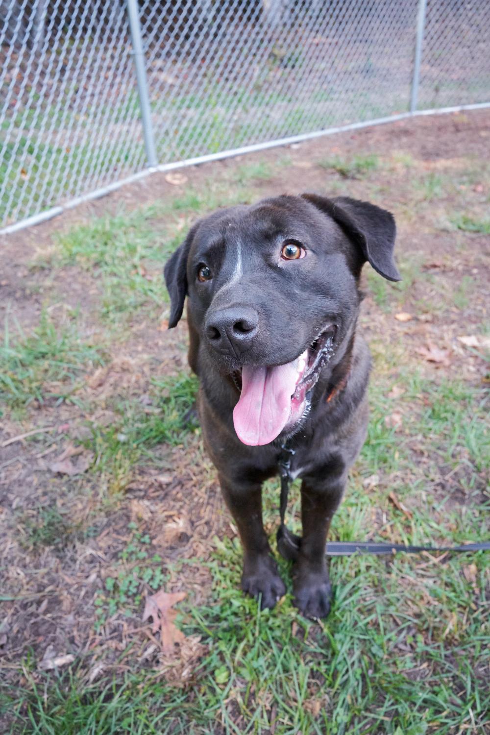 Enlarge Potato, a Adopted mixed breed in Floyd, VA image 1/4
