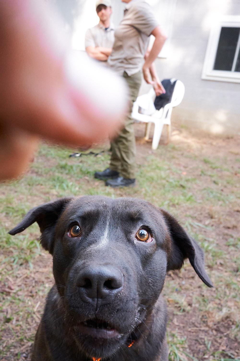 Enlarge Potato, a Adopted mixed breed in Floyd, VA image 4/4