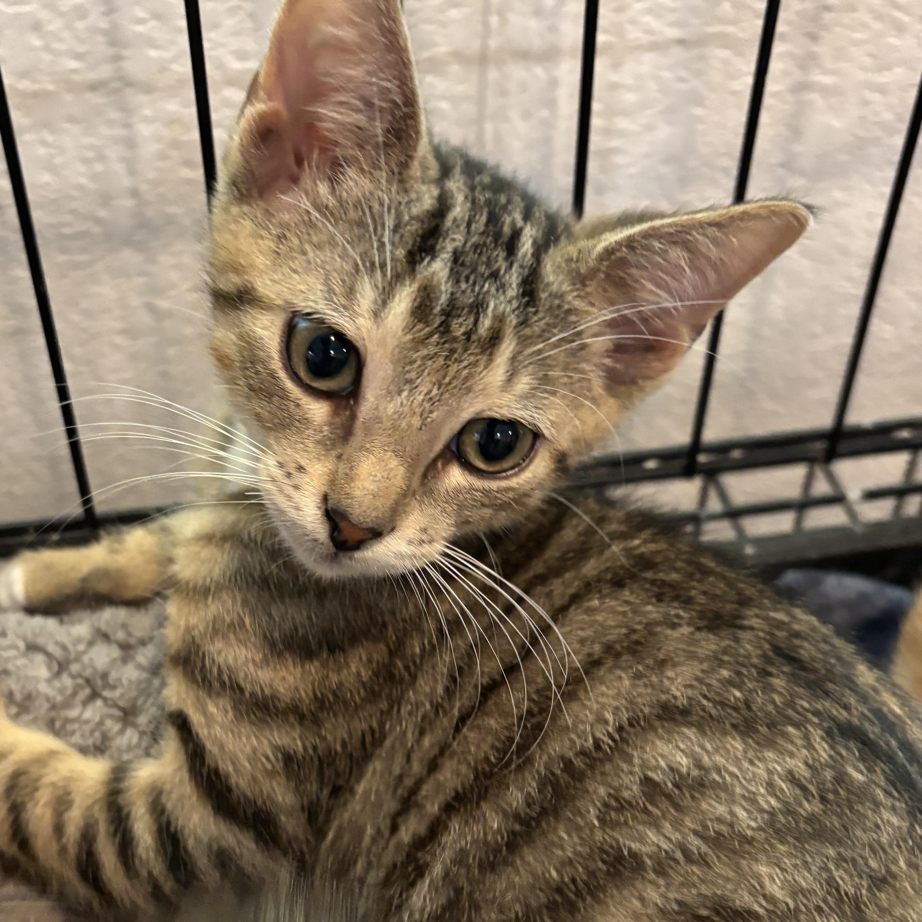 Enlarge Lynx 5113, an adopted Domestic Short Hair in Boca Raton, FL image 1/1