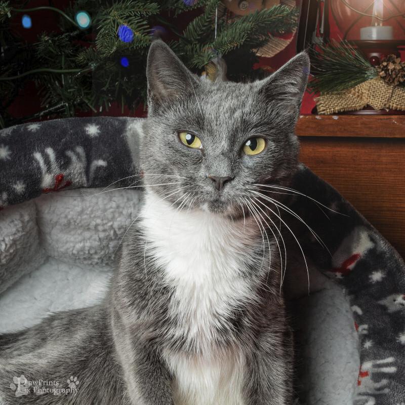 Lexi, Adoptable, Adult Female Domestic Short Hair.
