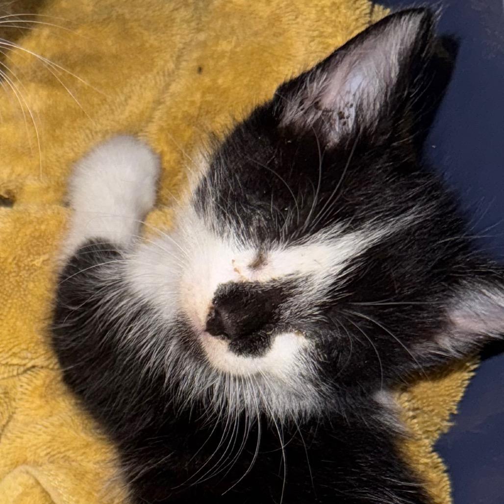 Victor, Adoptable, Kitten Male Domestic Medium Hair.