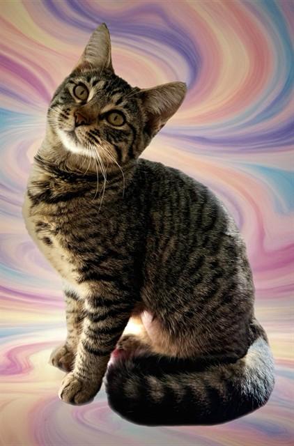 Enlarge MICHAELA, a Adoptable Domestic Short Hair in Sarasota, FL image 1/1