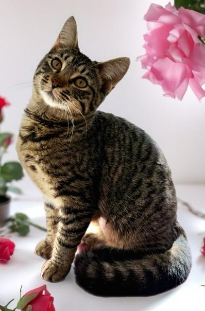 MICHAELA, Adoptable, Young Female Domestic Short Hair.