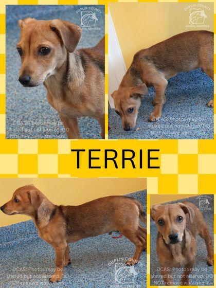 TERRIE, Adoptable, Puppy Male Chihuahua & Mixed Breed.