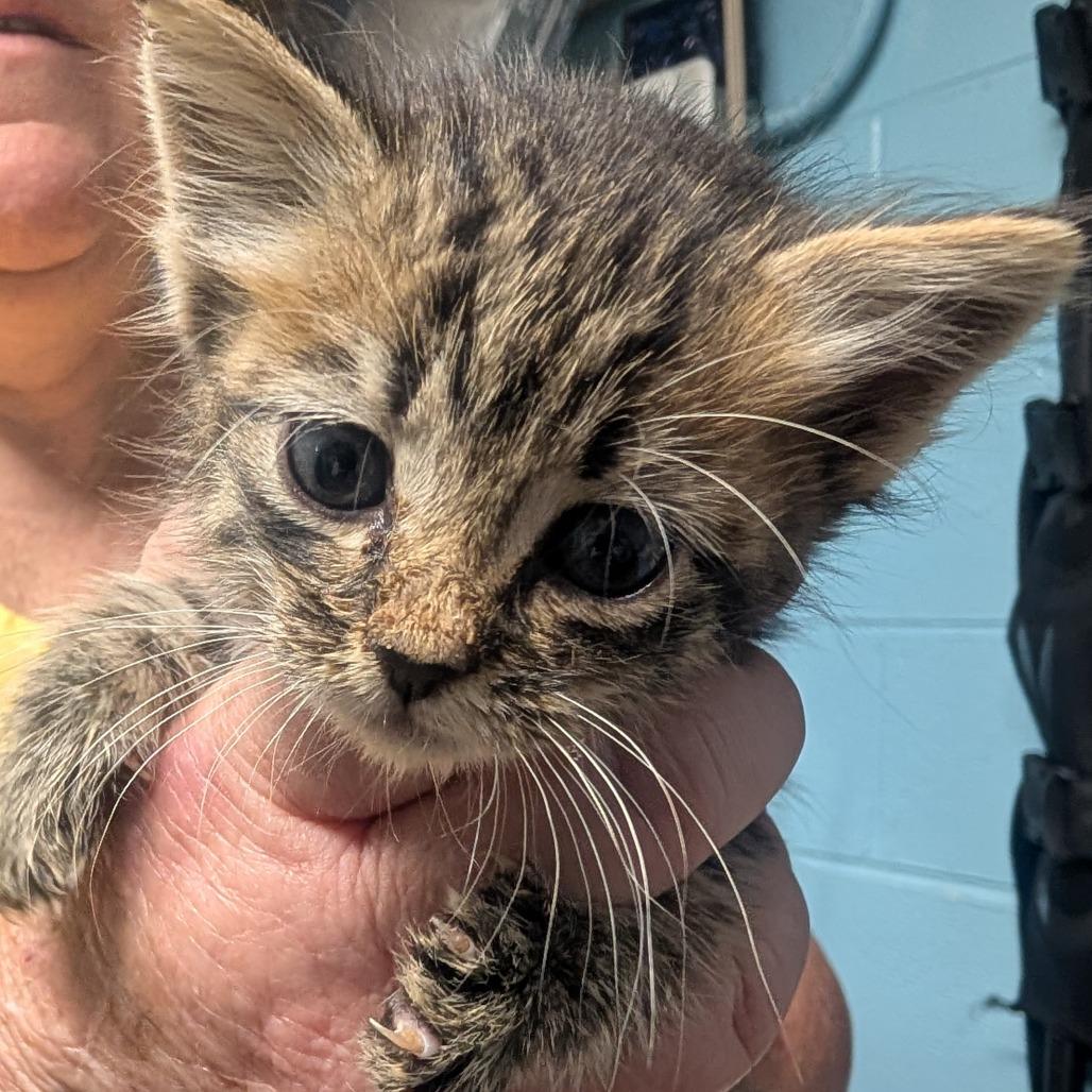 Sophie, Adoptable, Kitten Female Domestic Short Hair.