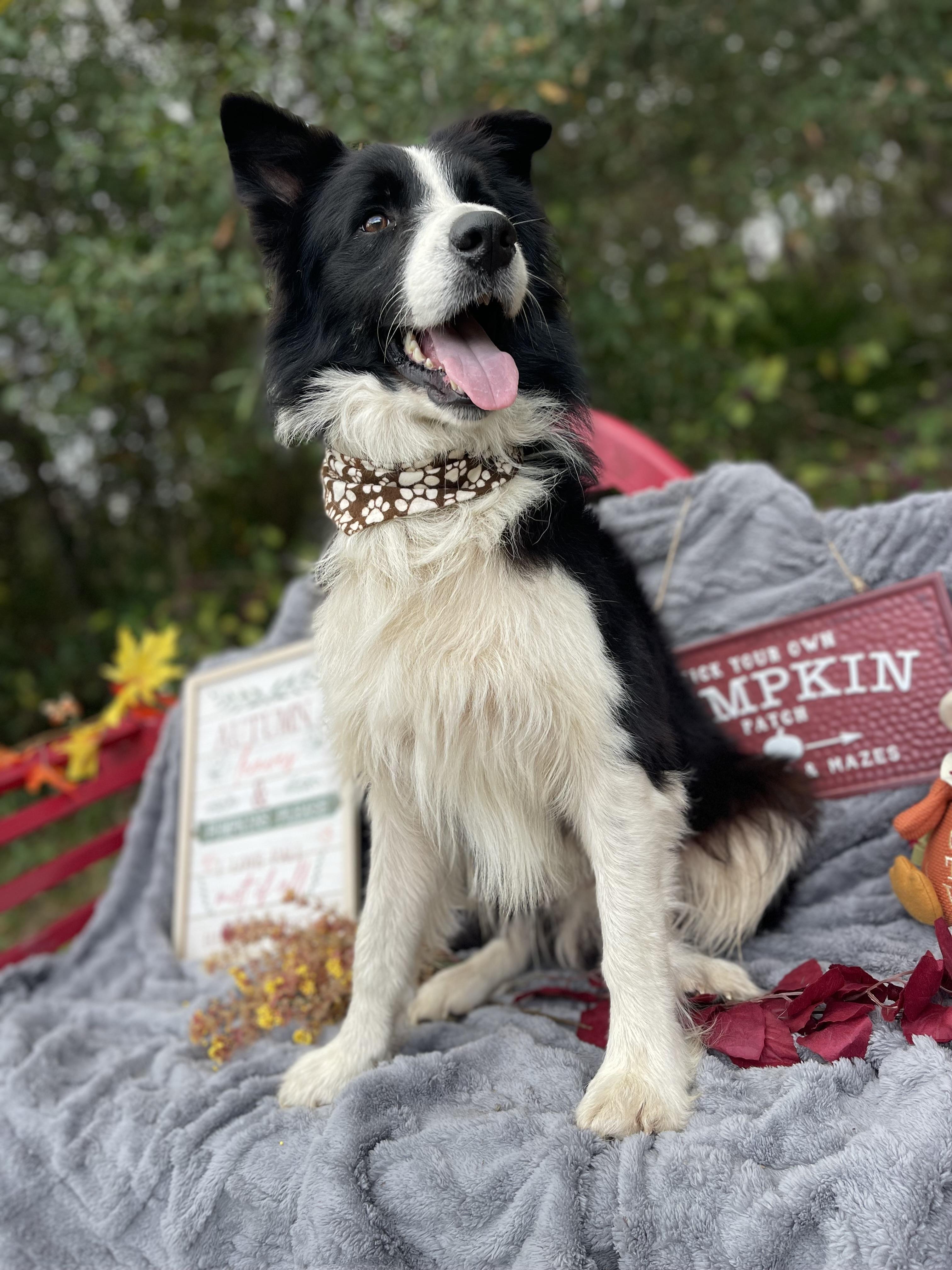 Sterling thumbnail 2