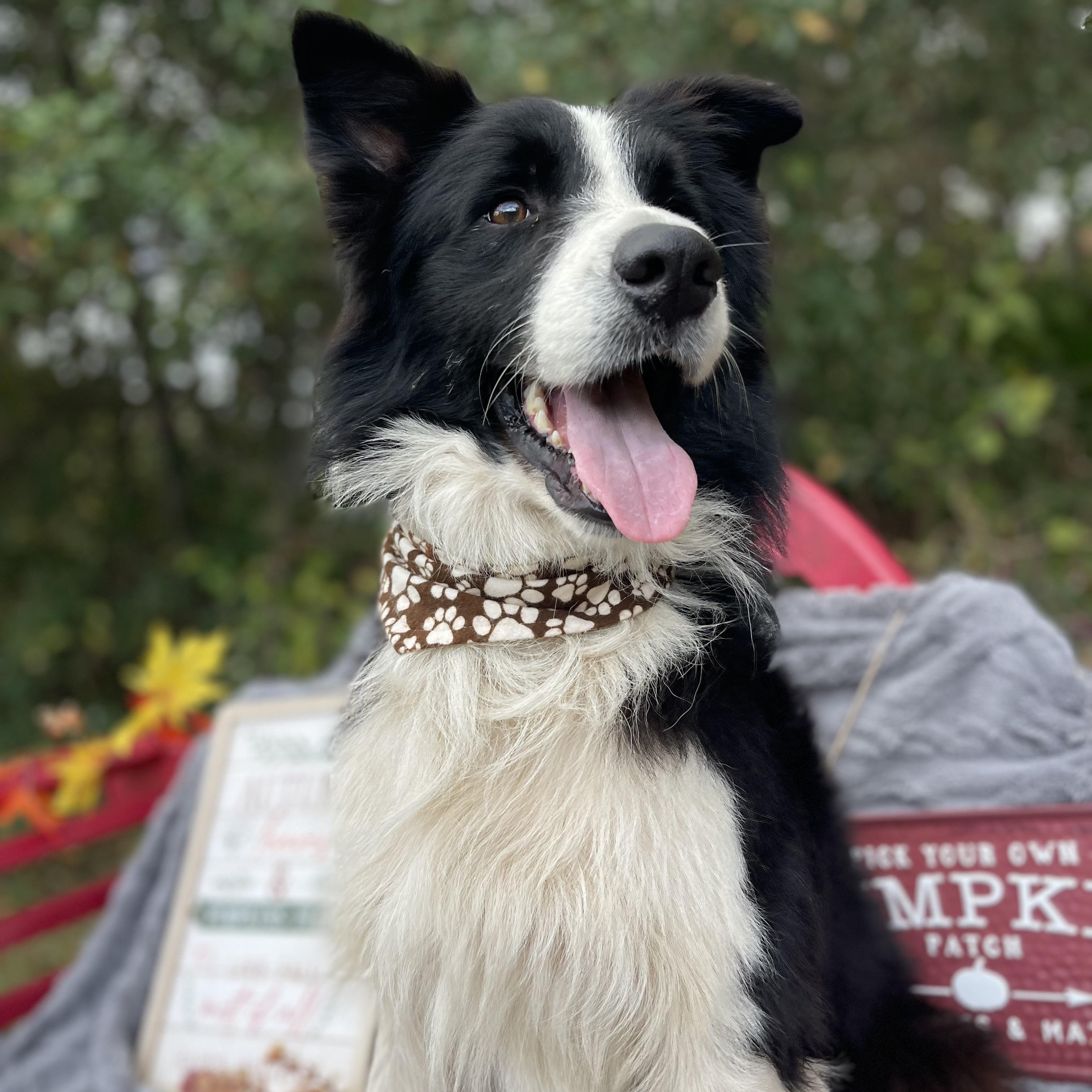 Sterling thumbnail 4