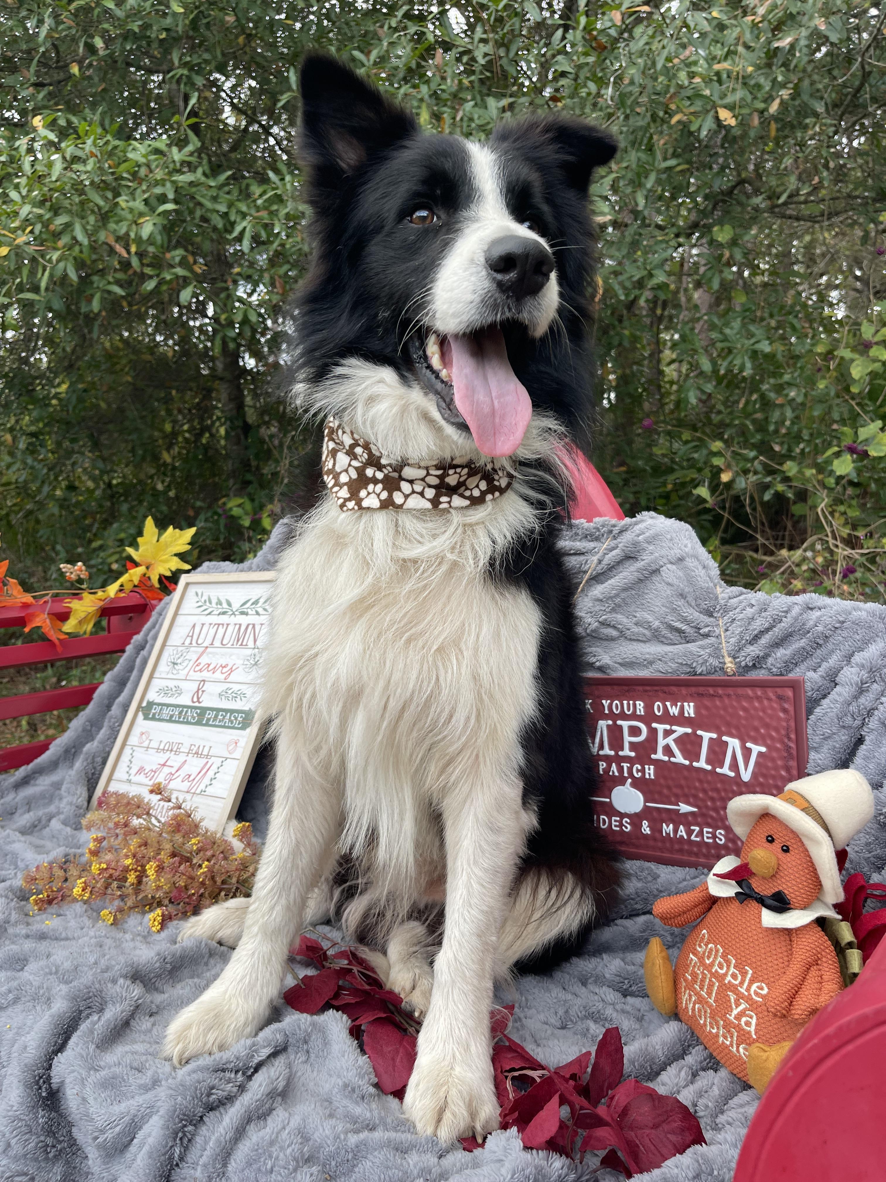 Sterling thumbnail 3