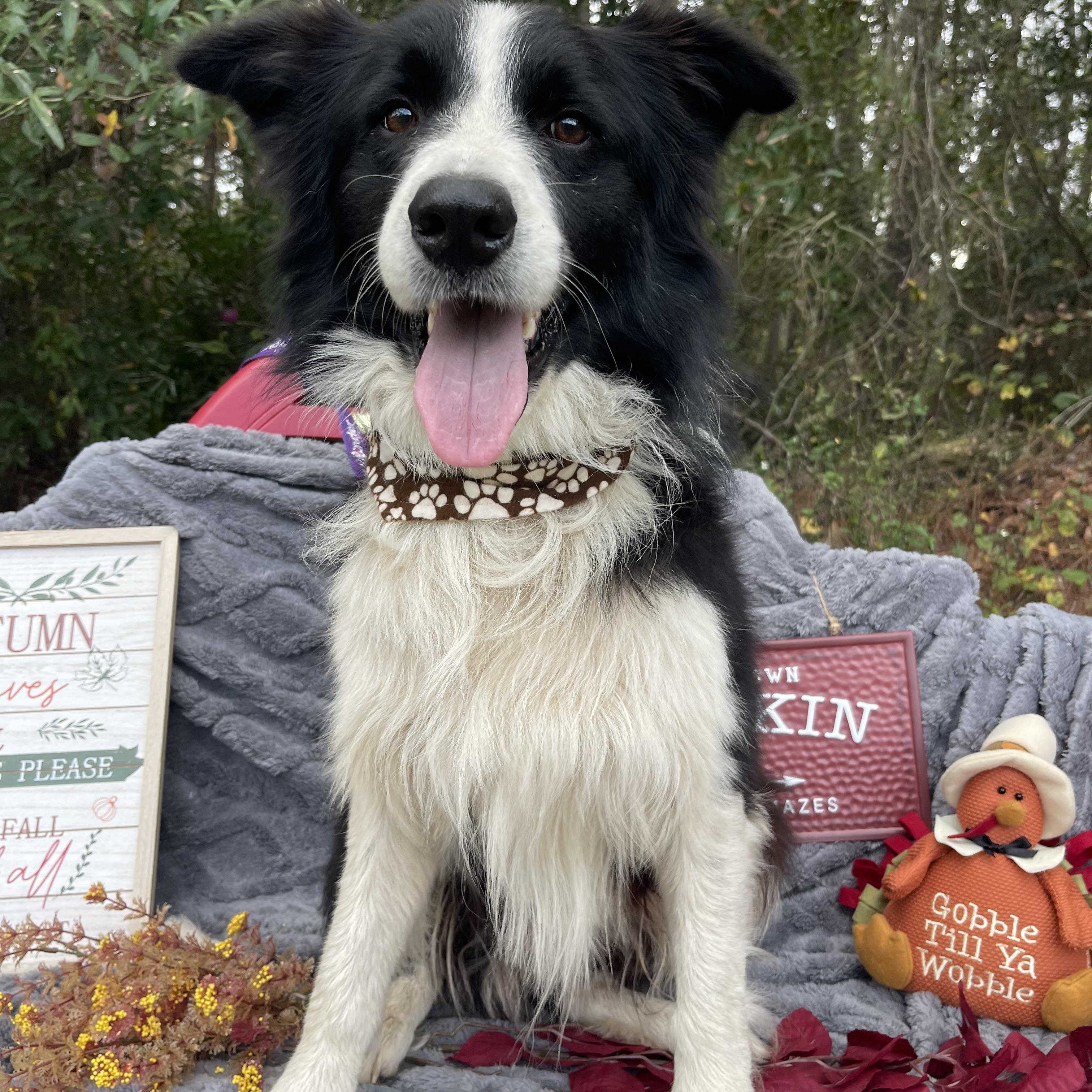 Sterling thumbnail 5