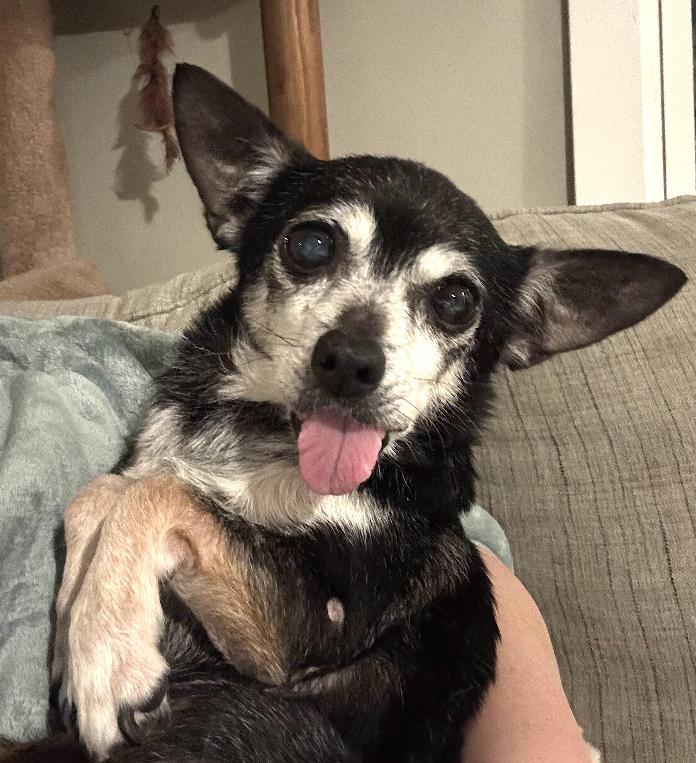 Enlarge Princess, a ADOPTABLE mixed breed in Sutton, MA image 3/3