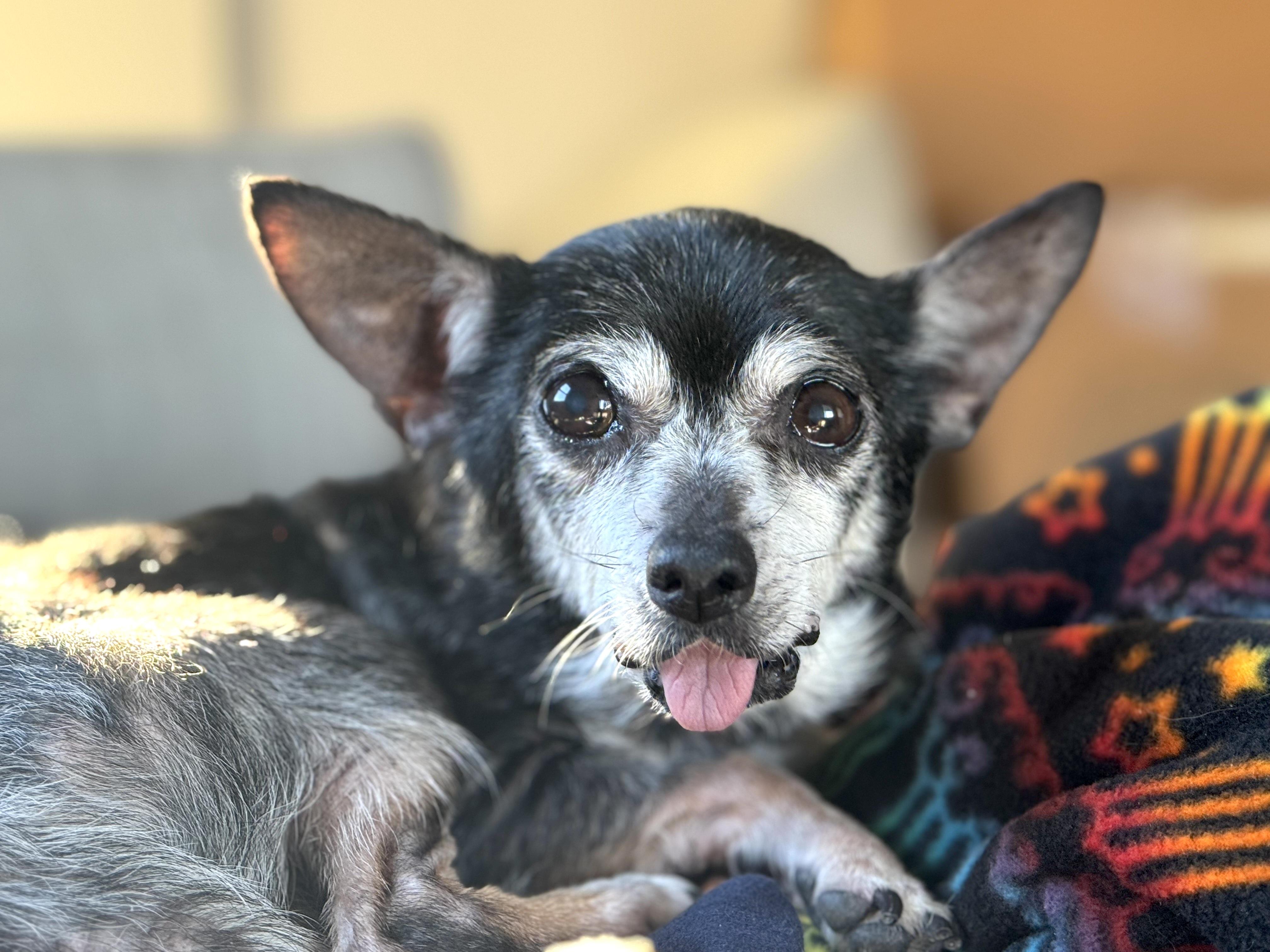 Princess, ADOPTABLE, Senior Female Chihuahua.