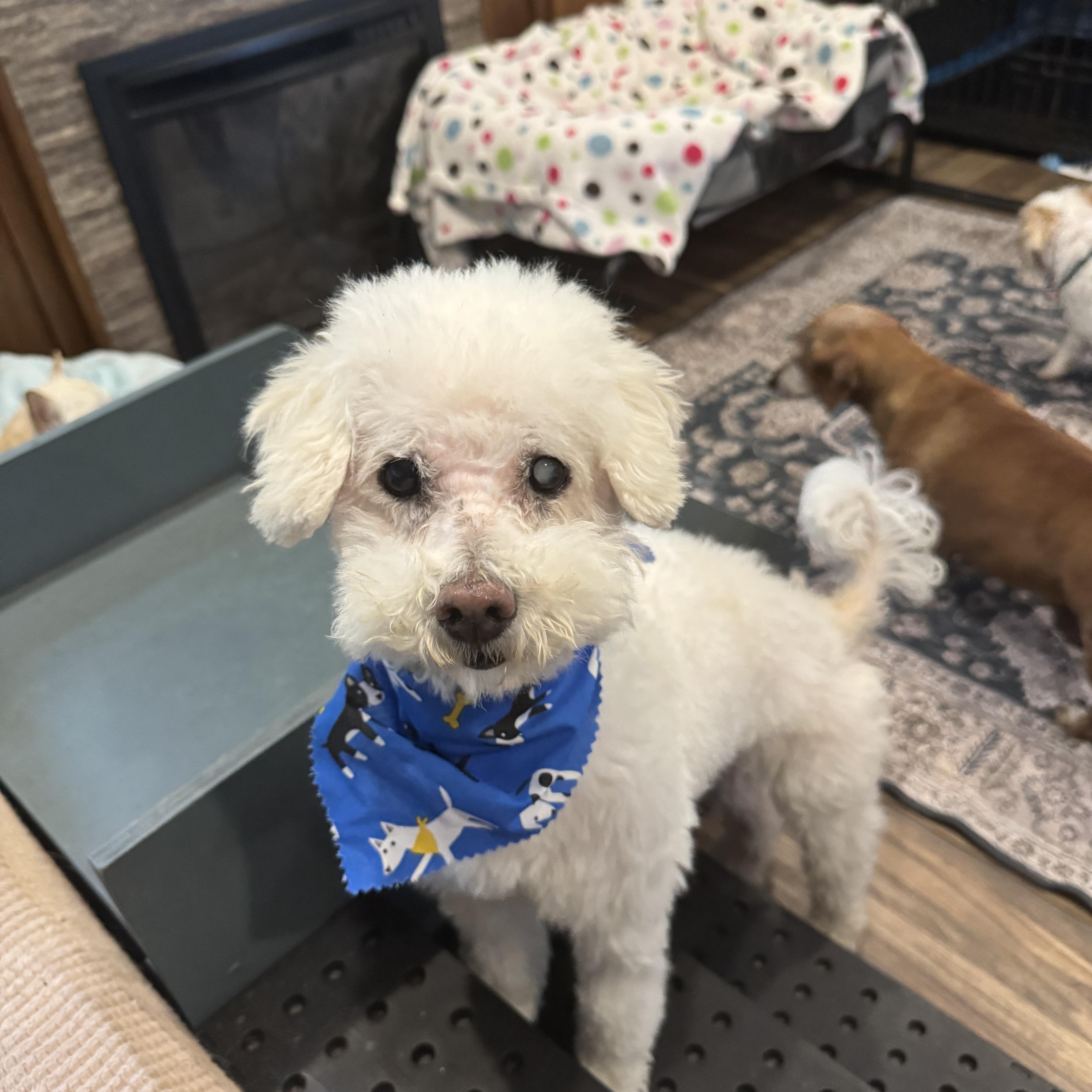 Enlarge Mayor, a ADOPTABLE mixed breed in Baton Rouge, LA image 6/6