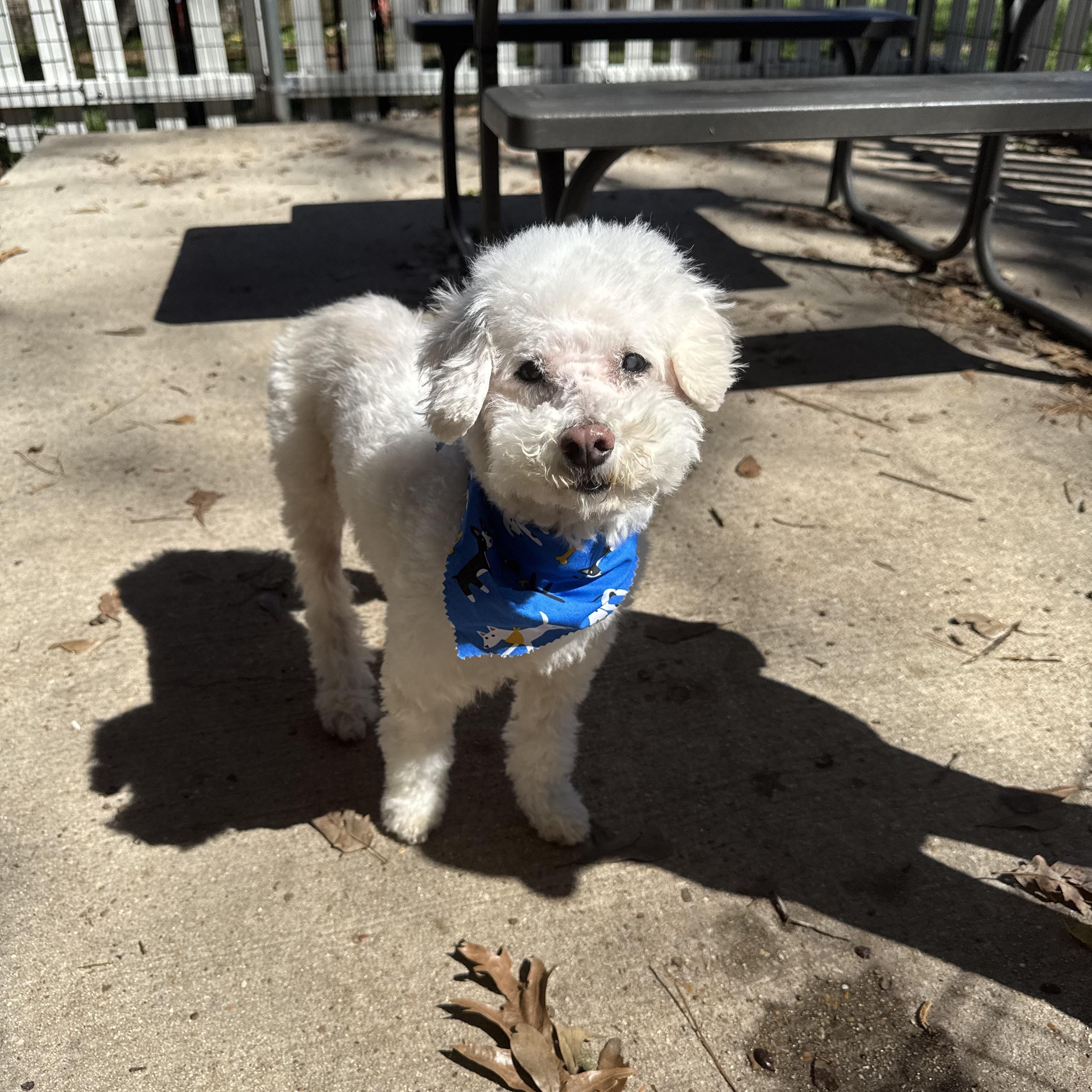 Enlarge Mayor, a ADOPTABLE mixed breed in Baton Rouge, LA image 5/6