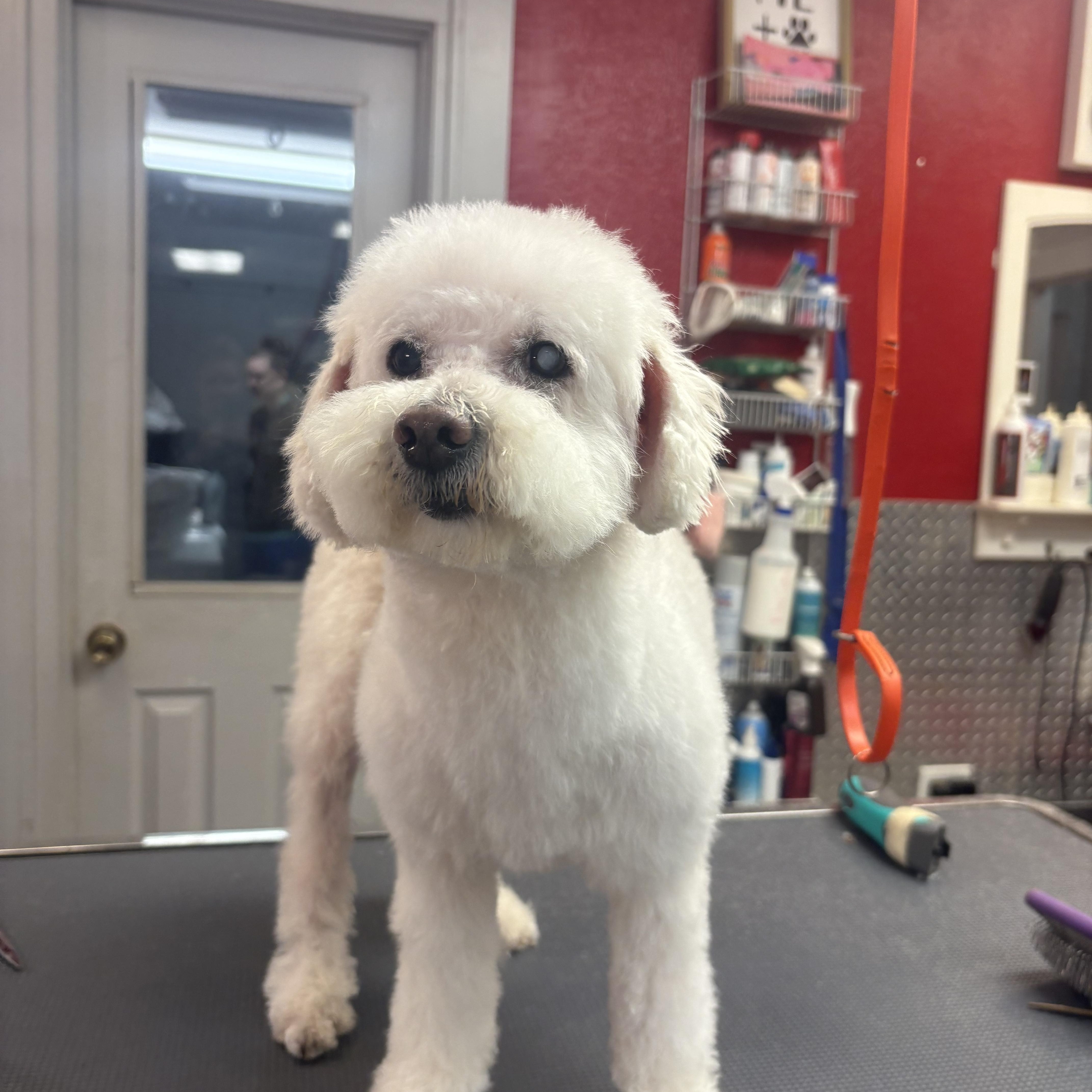 Enlarge Mayor, a ADOPTABLE mixed breed in Baton Rouge, LA image 2/6