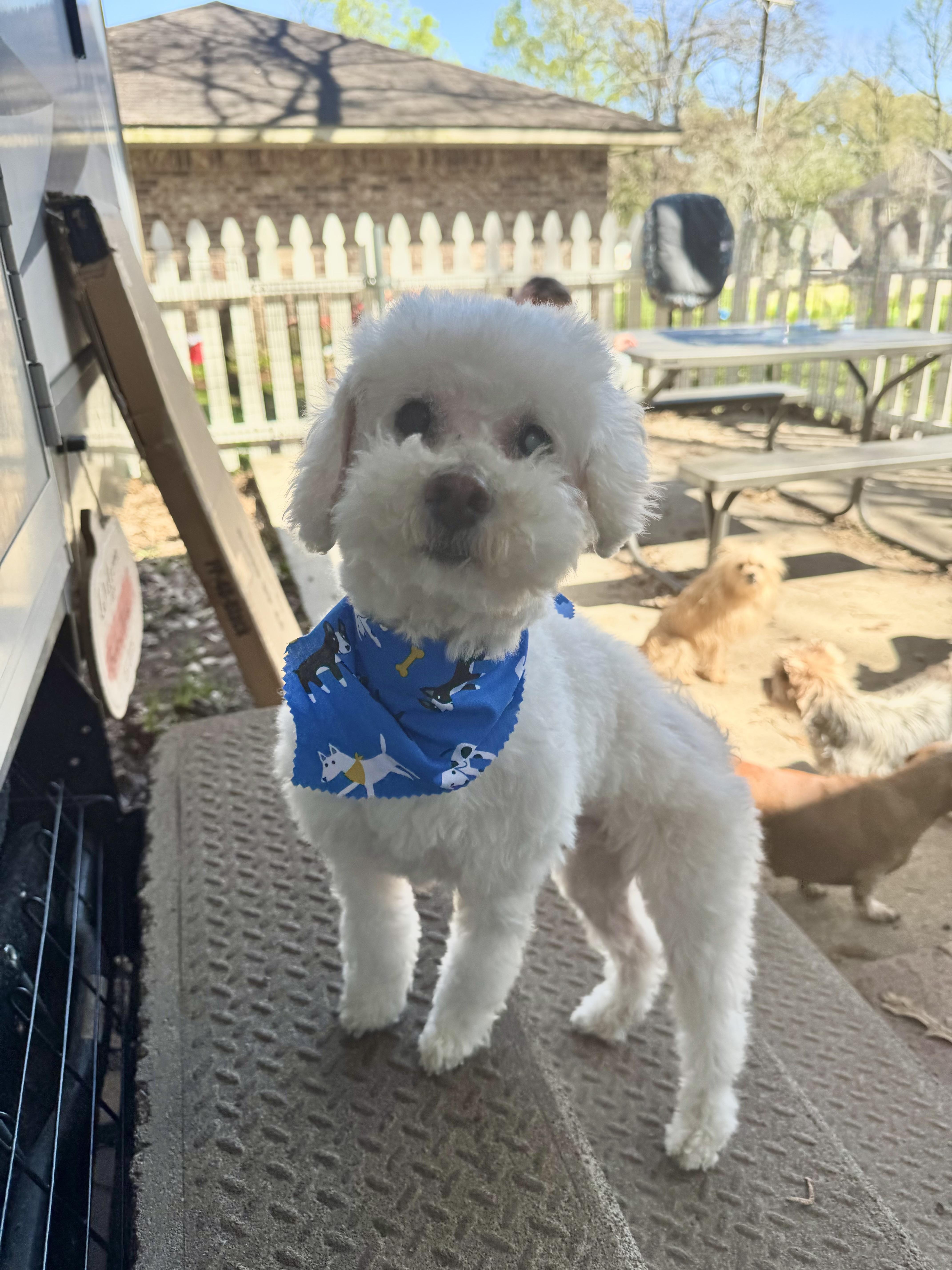 Mayor, ADOPTABLE, Senior Male Miniature Poodle.