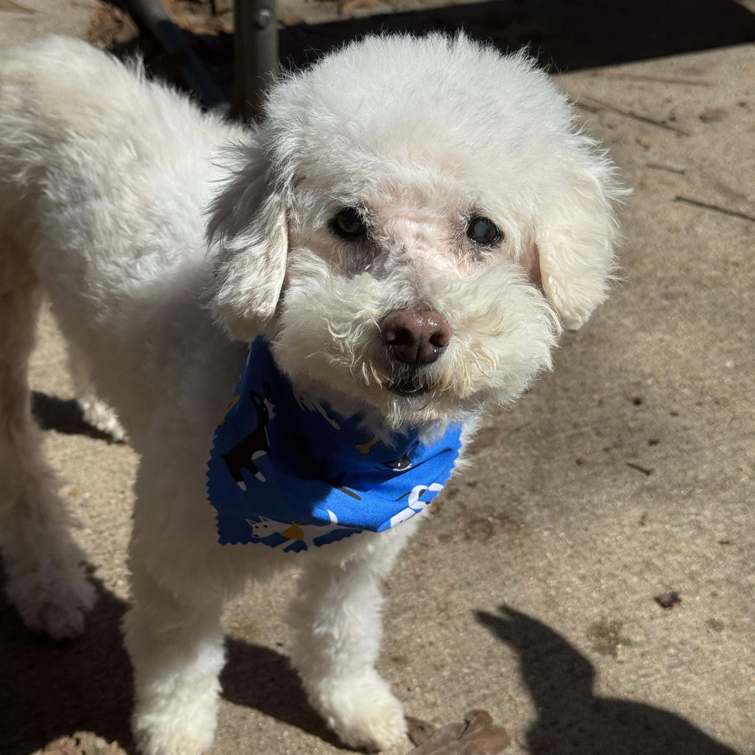 Enlarge Mayor, a ADOPTABLE mixed breed in Baton Rouge, LA image 3/6