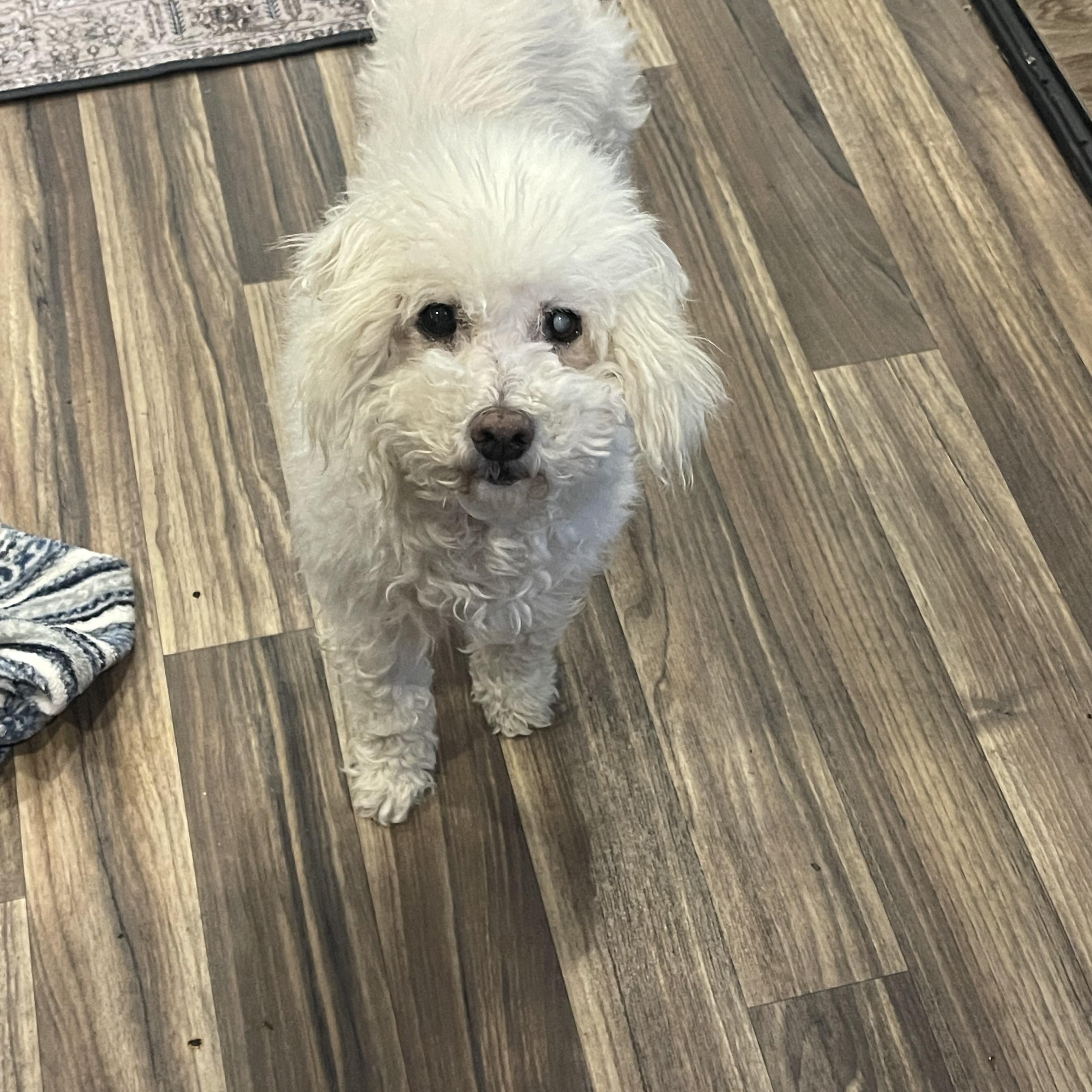 Mayor, ADOPTABLE, Senior Male Miniature Poodle.