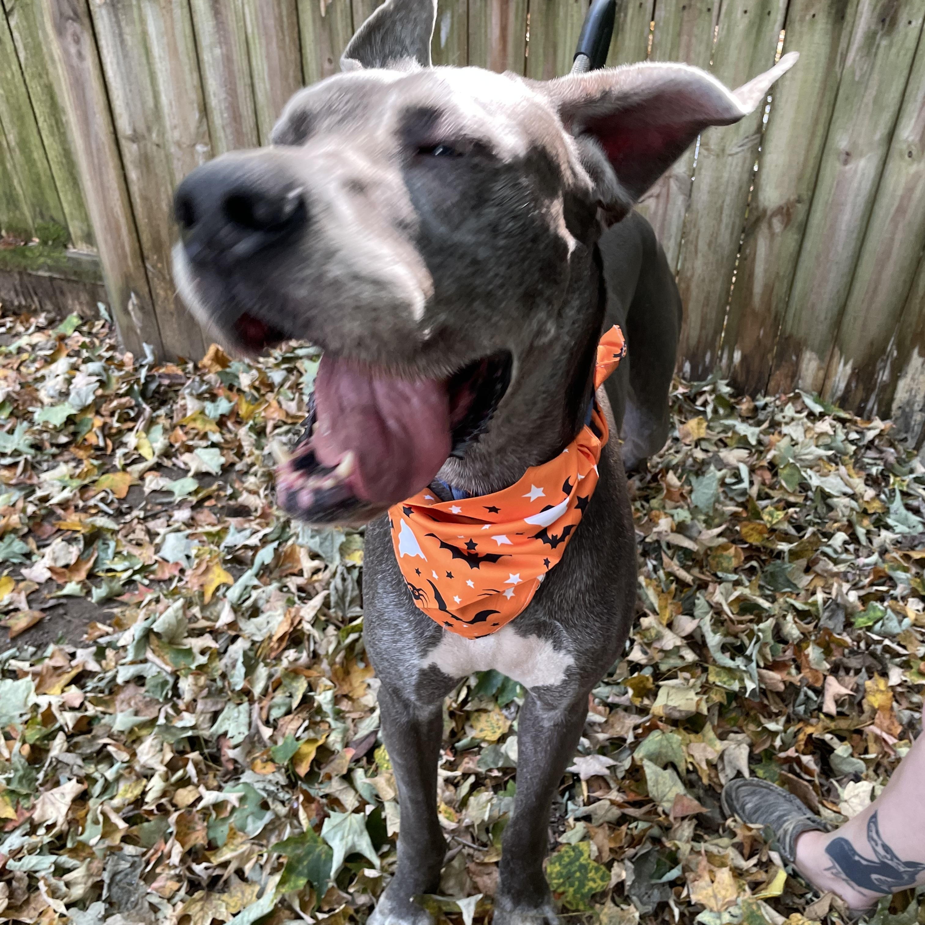 Chloe, a Adoptable Great Dane in New Castle, PA image 3/5