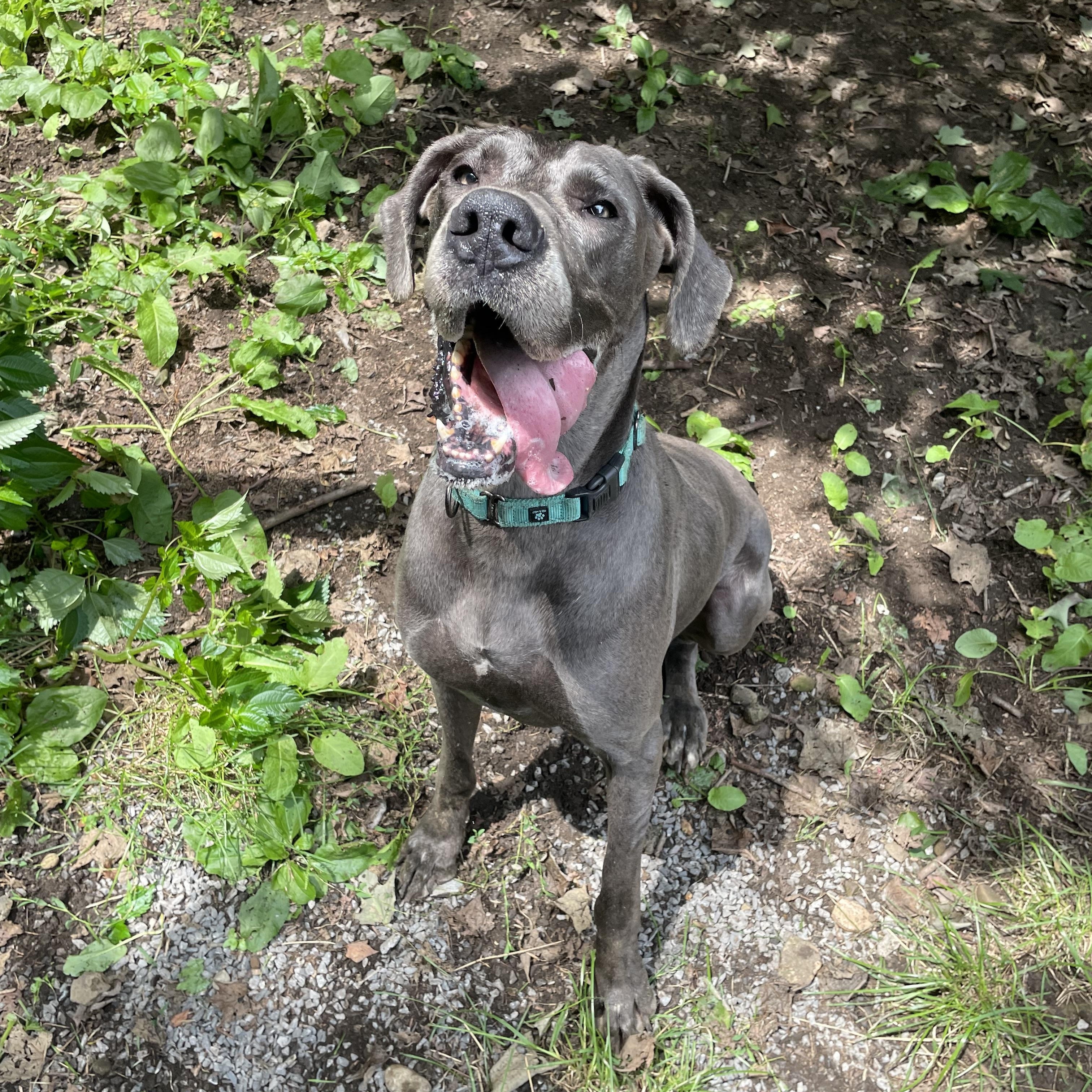 Chloe, Adoptable, Senior Female Great Dane.