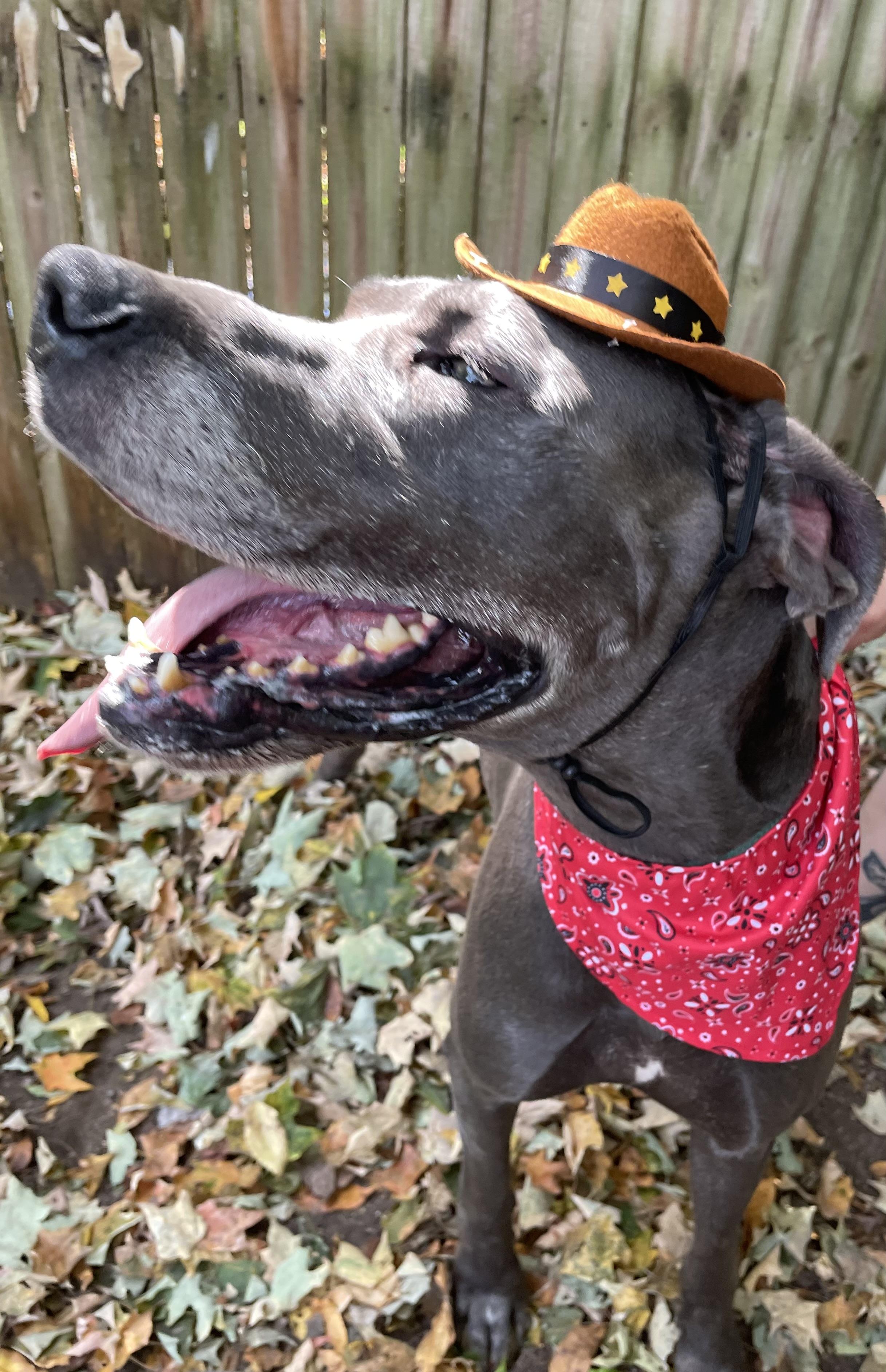 Chloe, a Adoptable Great Dane in New Castle, PA image 4/5