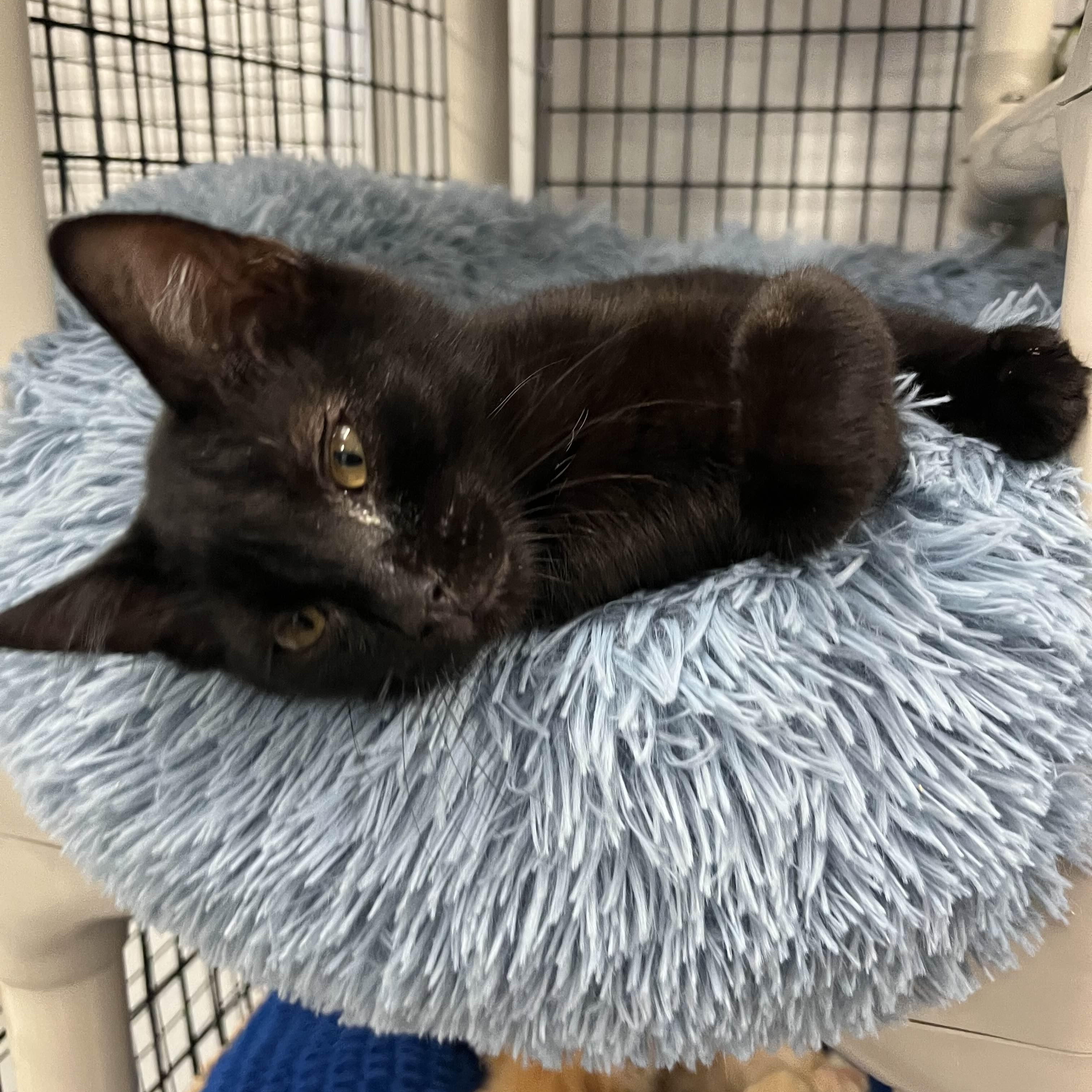 Rori, Young Male unknown