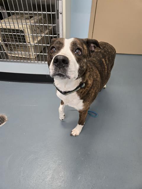 VIXEN, Adoptable, Adult Female Boxer & Labrador Retriever.