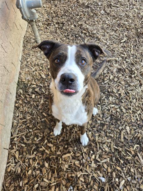 VIXEN, Adoptable, Adult Female Boxer & Labrador Retriever.